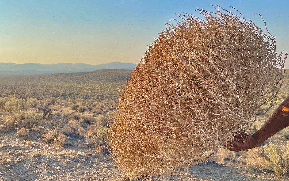 Tumbleweeds ! BEST and FULL LARGE Size! 16”-19” Natural Western Decor Nevada USA