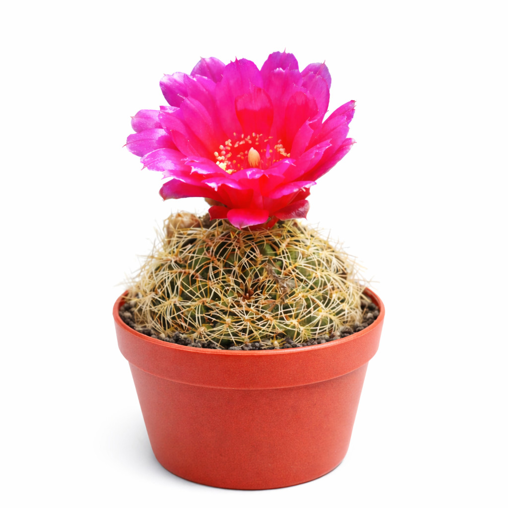 Sulcorebutia cochabambina SEEDS – Rare Cactus SEEDS
