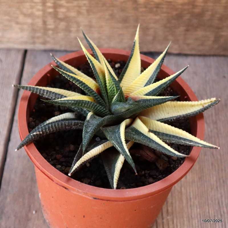 D5204 HAWORTHIA LIMIFOLIA VARIEGATED pot13-H6-W14 cm MaMa Cactus