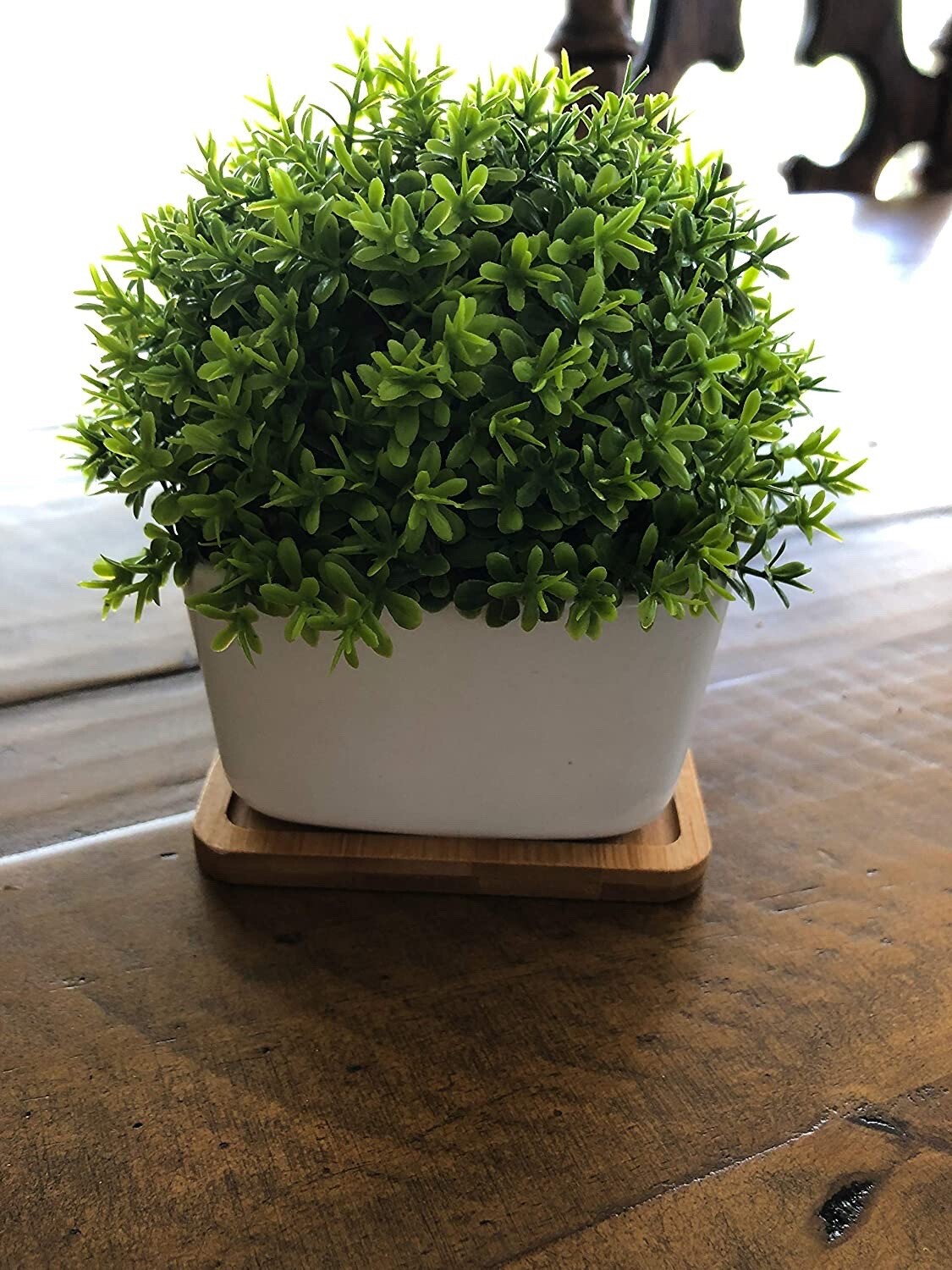 Peach Tree Farm Small Fake Plant Artificial Faux Greenery Clover with Tray