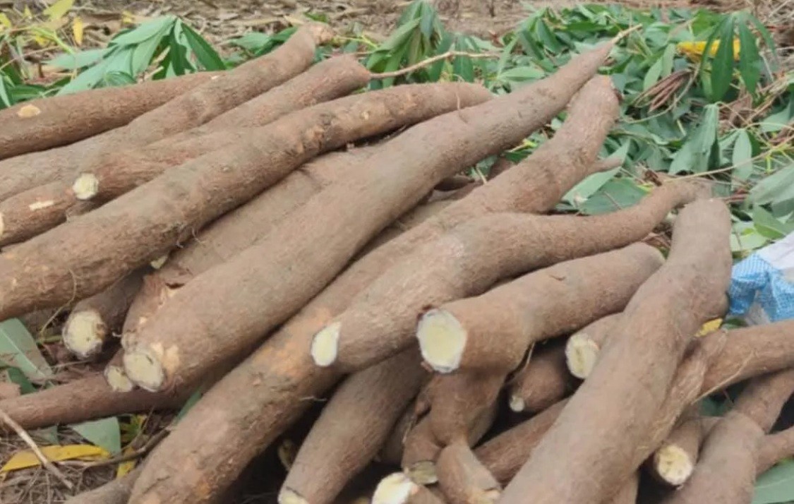 5 Pcs Yellow CASSAVA Manihot esculenta Fresh Cutting
