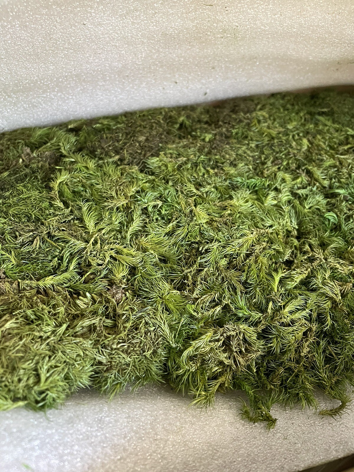 1.5 sq ft Pole Moss Preserved, Craft Reindeer Green Decorative Moss For Decor