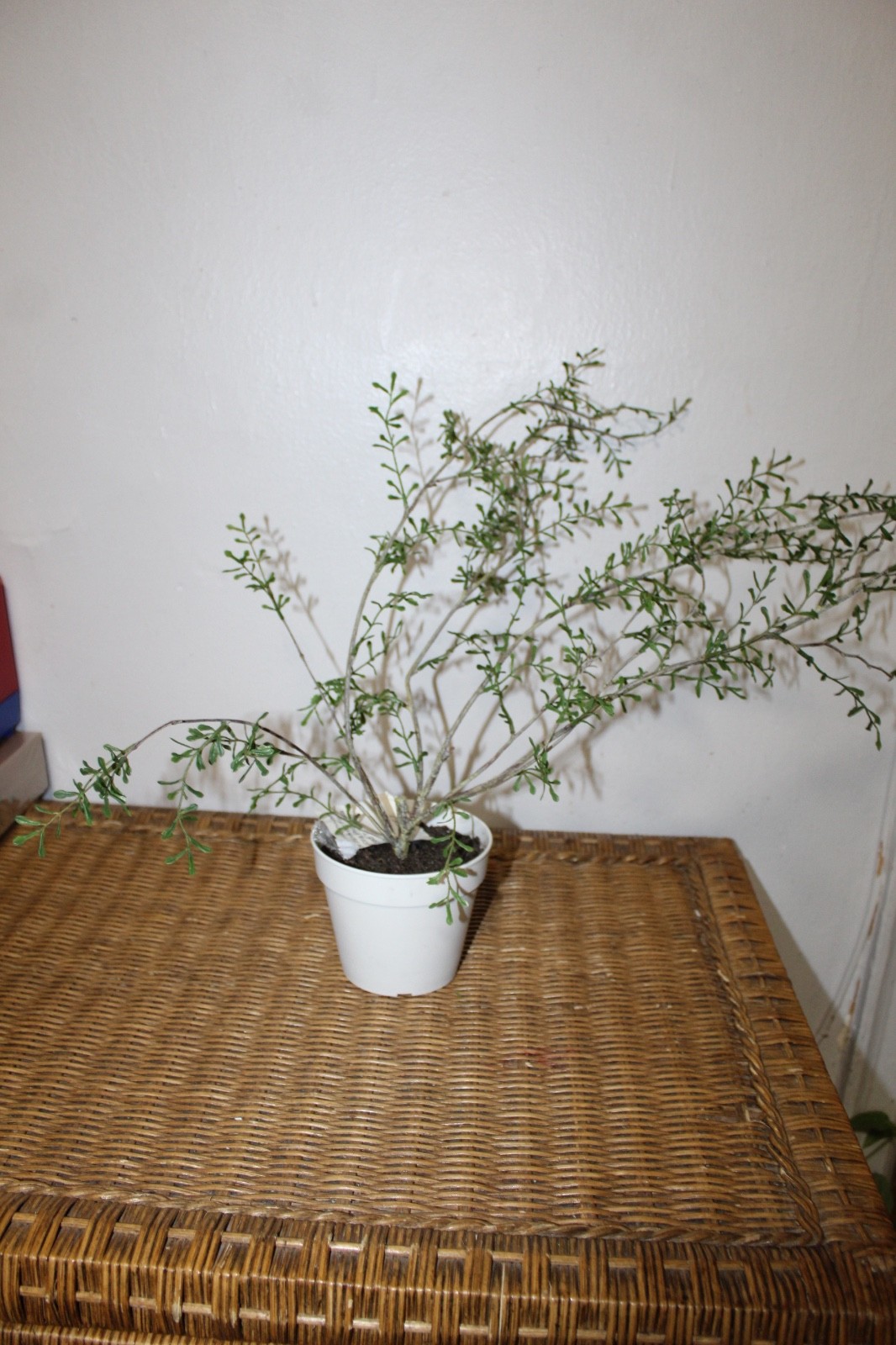 Williams Sonoma Artificial Potted Spiky Fern Plant