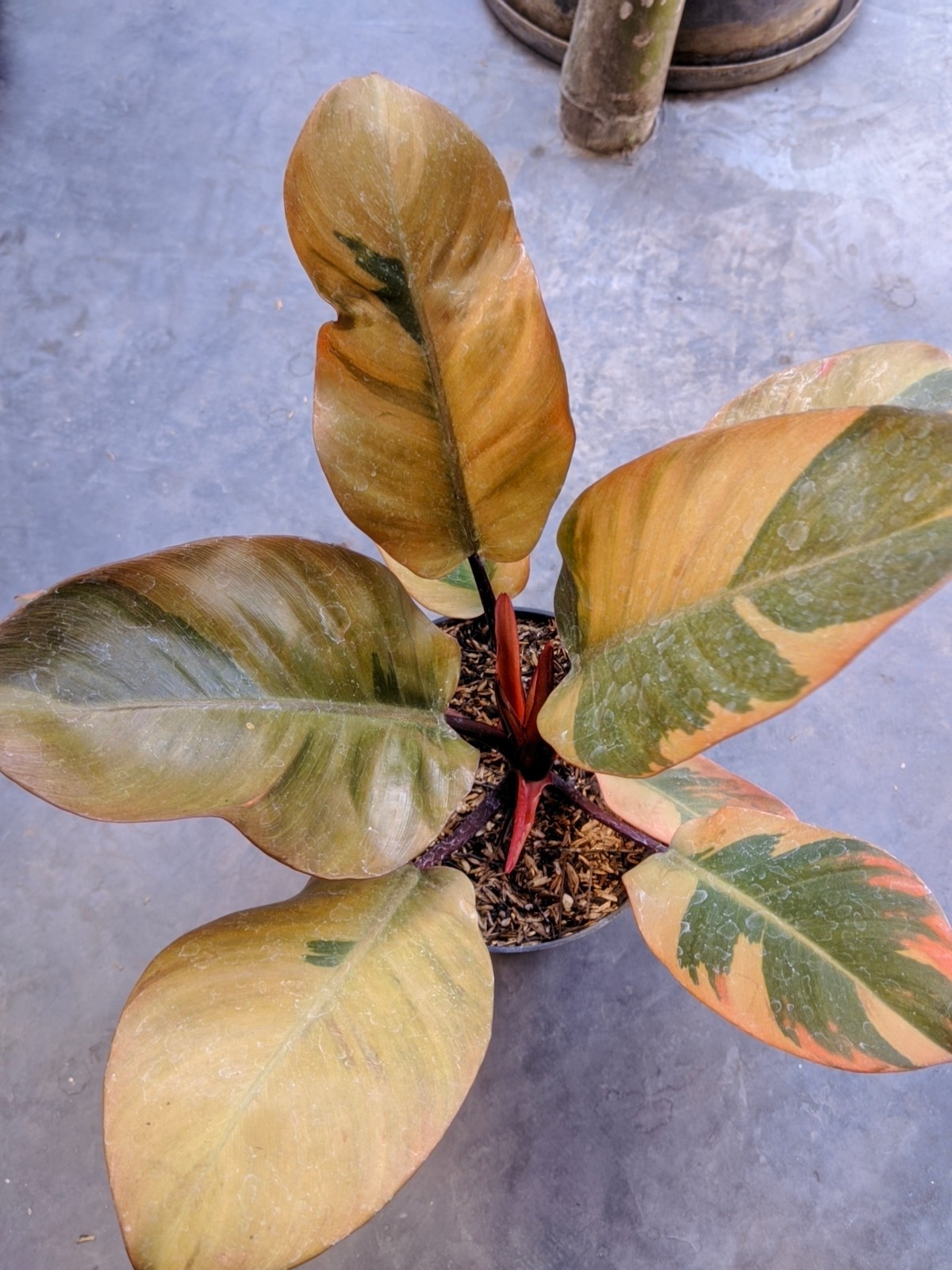 Philodendron Black Cardinal Variegated Large Size Real Picture