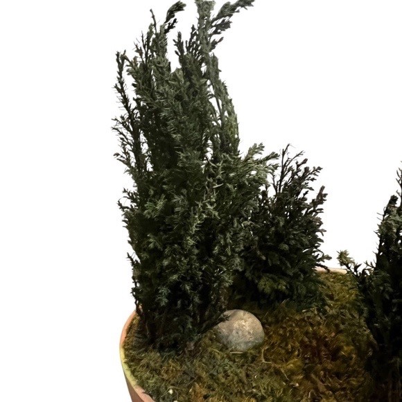 FOREVER GREEN ART Potted Quartet Mini Cypress Tree In Oval Terra Cotta Planter