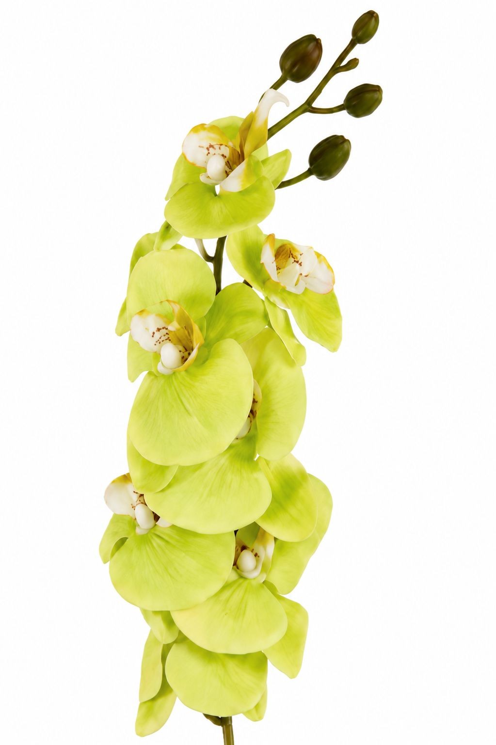 Real Touch Cymbidium Orchid Stem | Green Artificial Orchid | 31 Inch Faux Floral