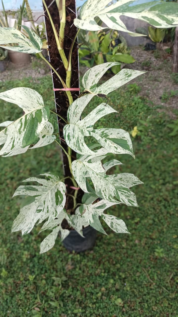 Real Picture Epipremnum Pinnatum Marble Thai Variegated Big Size