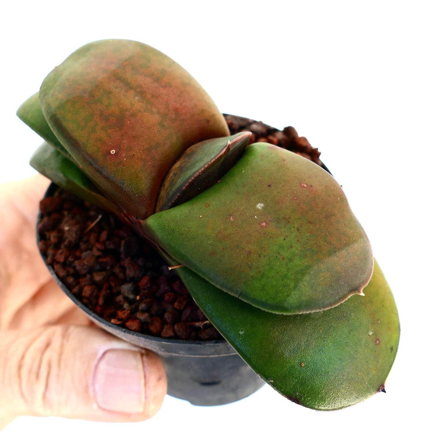 Gasteria pillansii cv 滑らか肌 SMOOTH LEAVES – Namaqua gasteria | Pillans’ gasteria