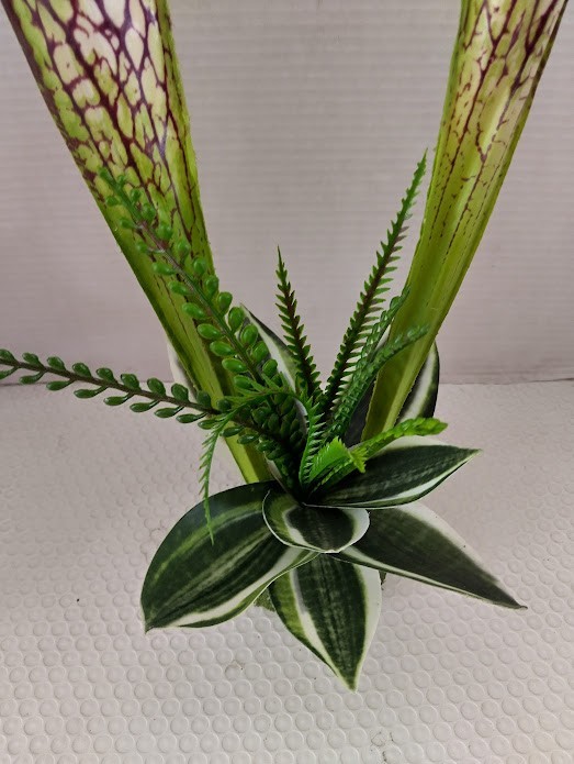 Pitcher plant table Decoration