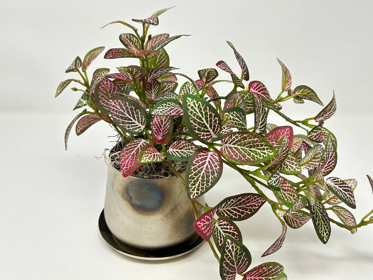 9″ Small Artificial PINK FITTONIA NERVE faux Silk plant in Silver Metal 3.5″ Pot