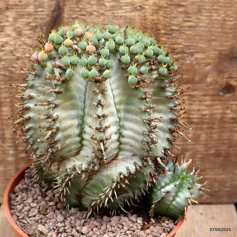 D3959 EUPHORBIA HORRIDA SNOWFLAKE pot14-H15-W16 cm MaMa Cactus