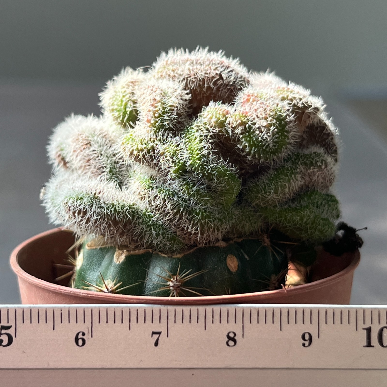 A10-1002 Mammillaria camptotricha cv. “YOKAN” (Grafted)
