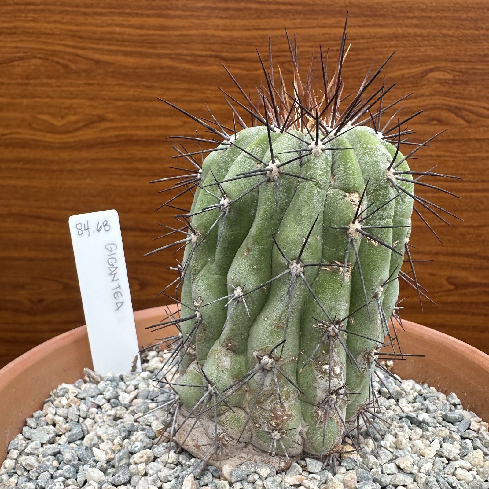 Copiapoa Haseltoniana ssp. GIGANTEA own roots US SELLER WYSIWYG