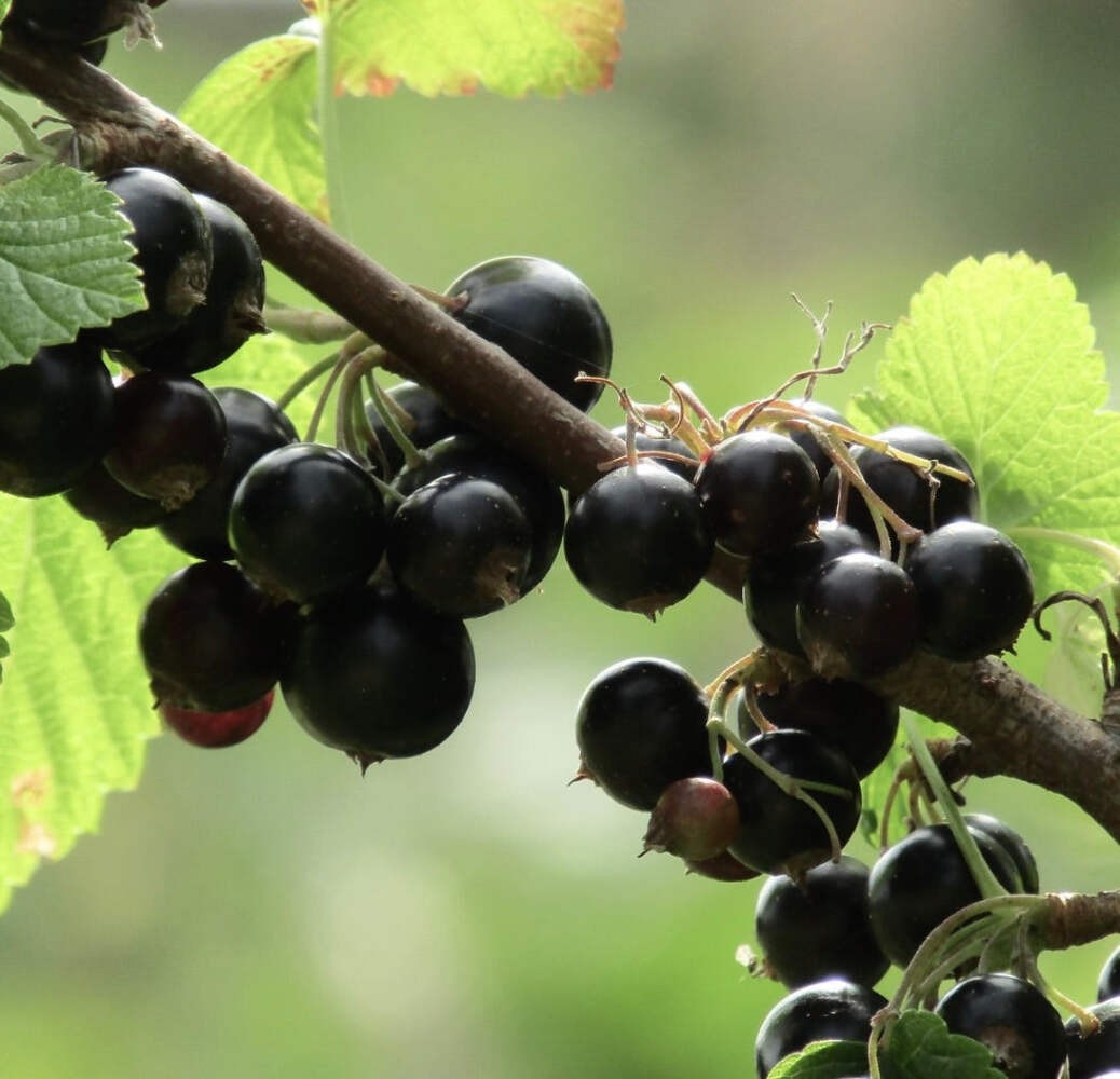 Ribes nigrum BLACK 20-60cm | Blackcurrant | Quinsy berry – Blackcurrant | Quinsy
