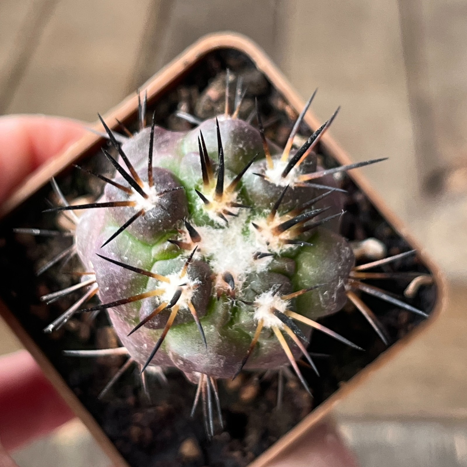 A23-140 Copiapoa fusca JN1912, Quebrada Callaco, At, grafted