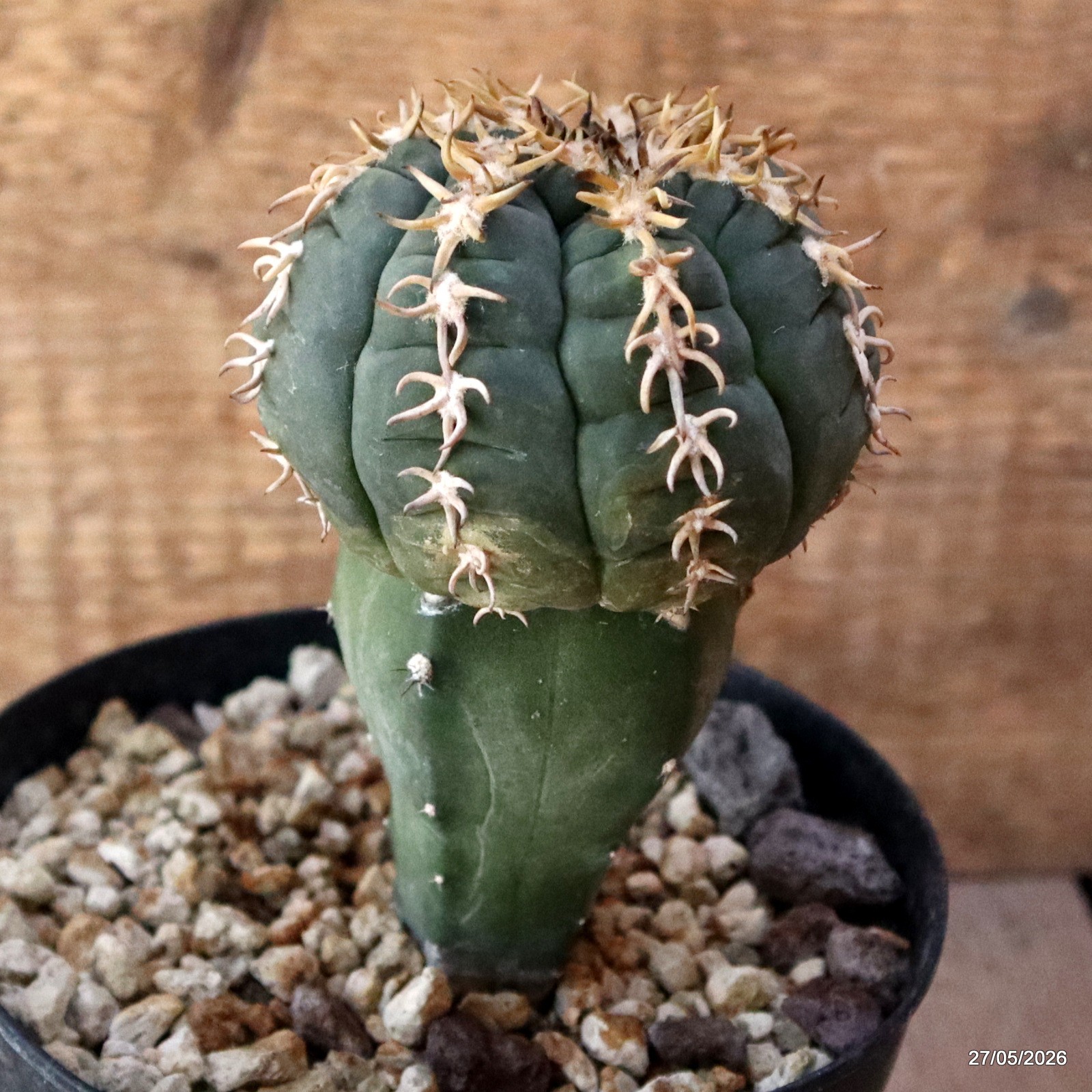 D4136 GYMNOCALYCIUM SPEGAZZINII V. UNGUISPINUM GRAFT pot14-H13-W8 cm MaMa Cactus