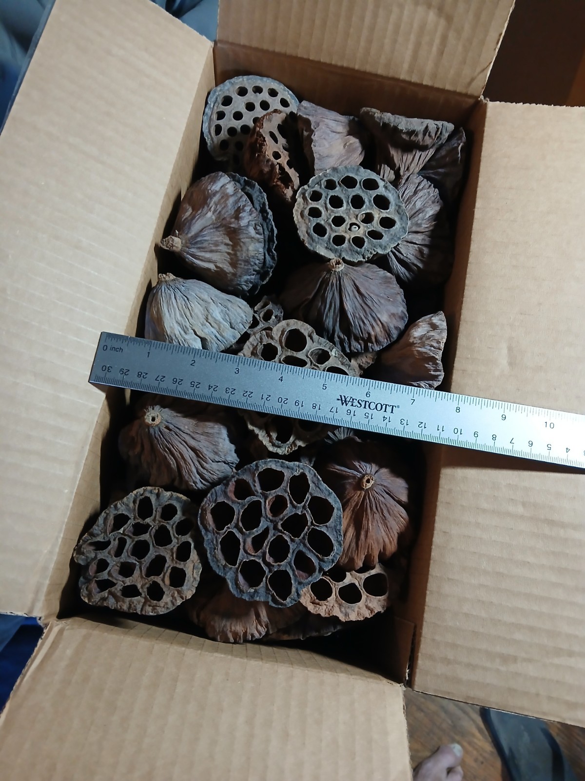 LOTUS PODS Dried Lot-of-15 2.5-3.5″ for Floral and Crafting Wreath projects