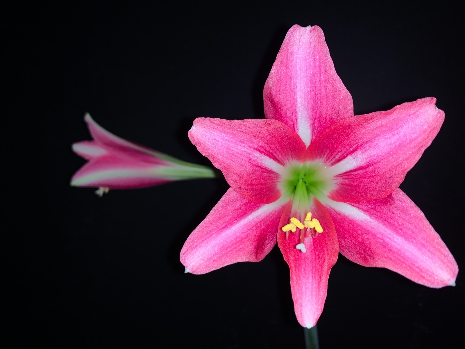 Hippeastrum doraniae – VERY rare bulb 1.7 cm