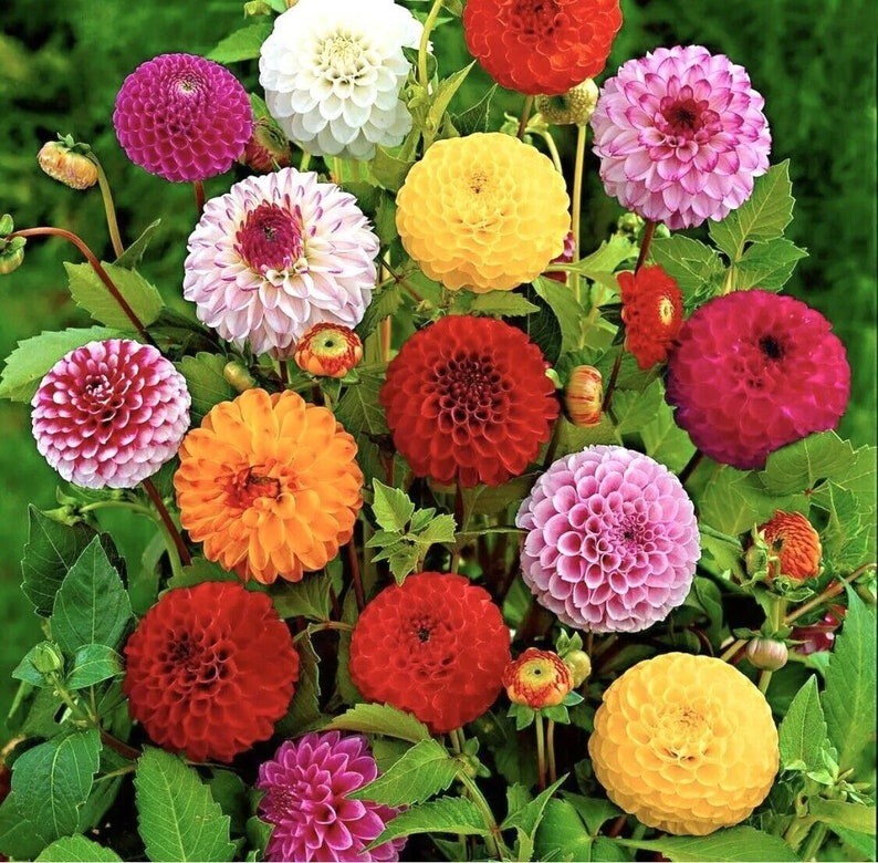 30 Pcs Cute Pompon Dahlia Flower Seeds