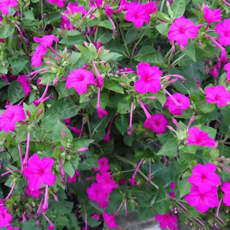 20 Jasmine seeds Fast Growing Non-GMO Fragrant Flower Garden Home
