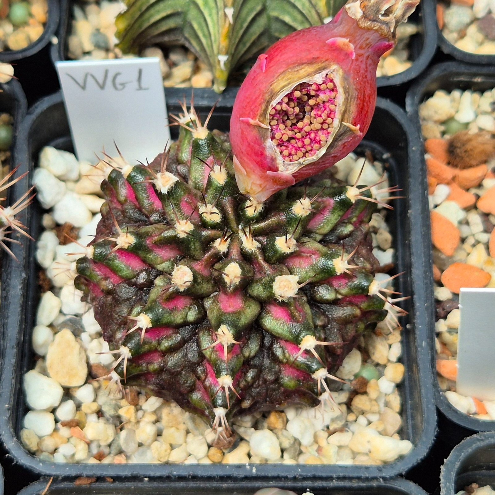 Gymnocalycium mihanovichii ‘T-Rex’ VVG1 20seeds harvest 2025