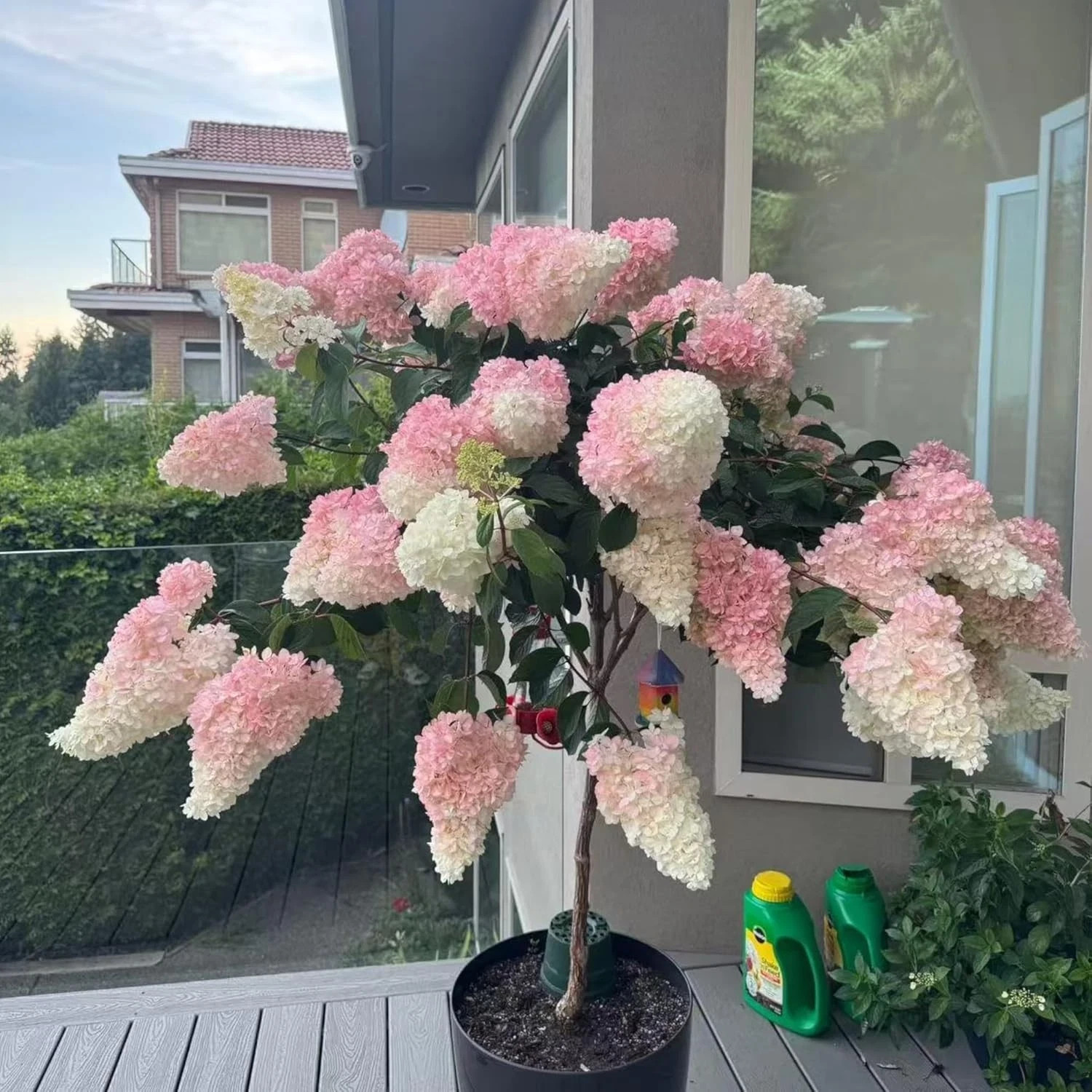 50 Pink and White Hydrangea Seeds – Cone Bloom Variety for Garden Borders and