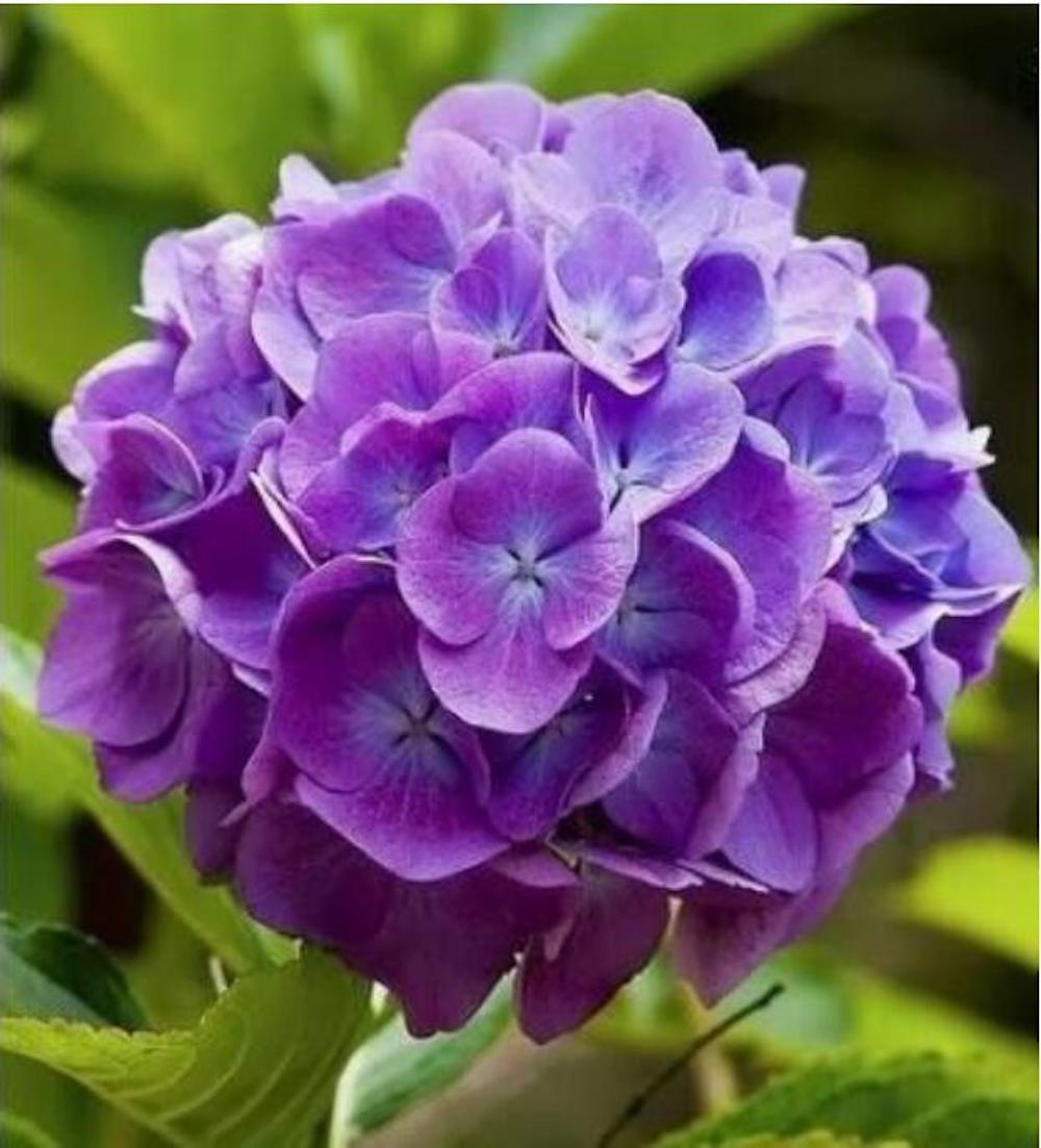(10) HYDRANGEA SEEDS rare exotic flower bloom garden plant USA SELLER W/TRACK