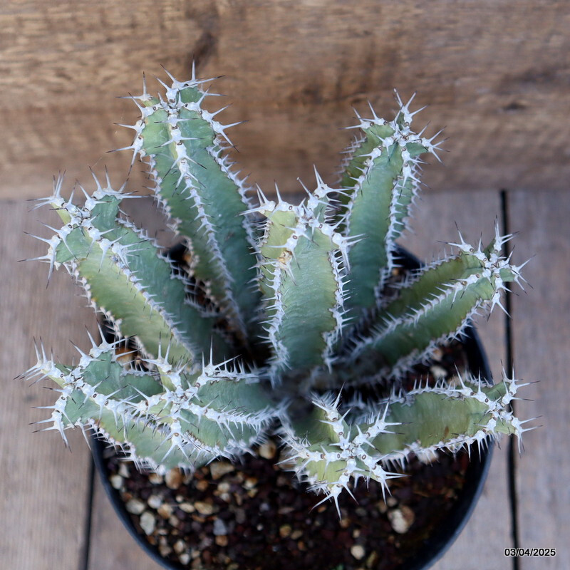 A2319 EUPHORBIA POLYACANTHA pot18-H24-W17 cm MaMa Cactus