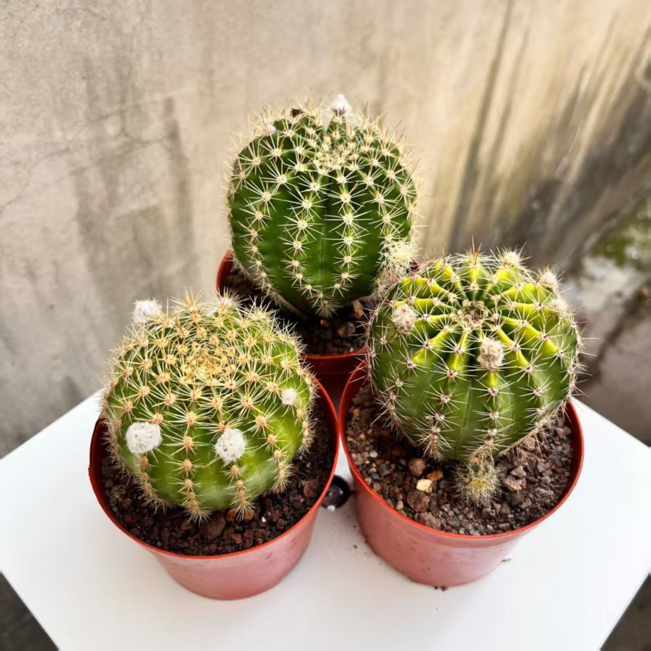 Gymnocalycium baldianum Dwarf Chin Cactus Live Succulent Plant Blooming Cactus