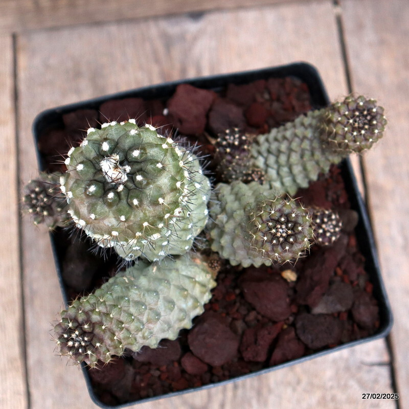D3596 COPIAPOA TENUISSIMA pot14-H13-W16 cm MaMa Cactus