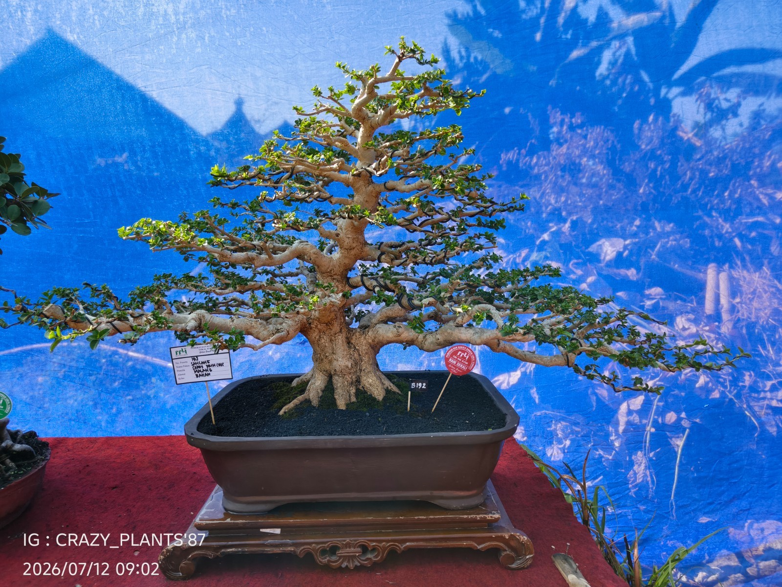 Premna Microphylla Bonsai Tree -Real- Large Size – For Bonsai Tree Collectors.