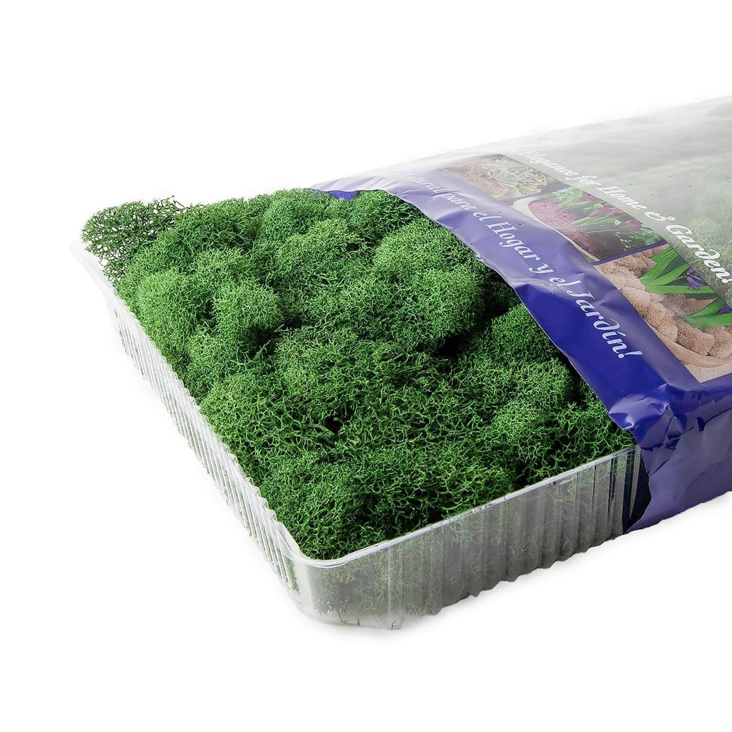 Preserved Reindeer Moss – Forest Green, 8oz (200 Cubic Inches) for Crafts & Deco