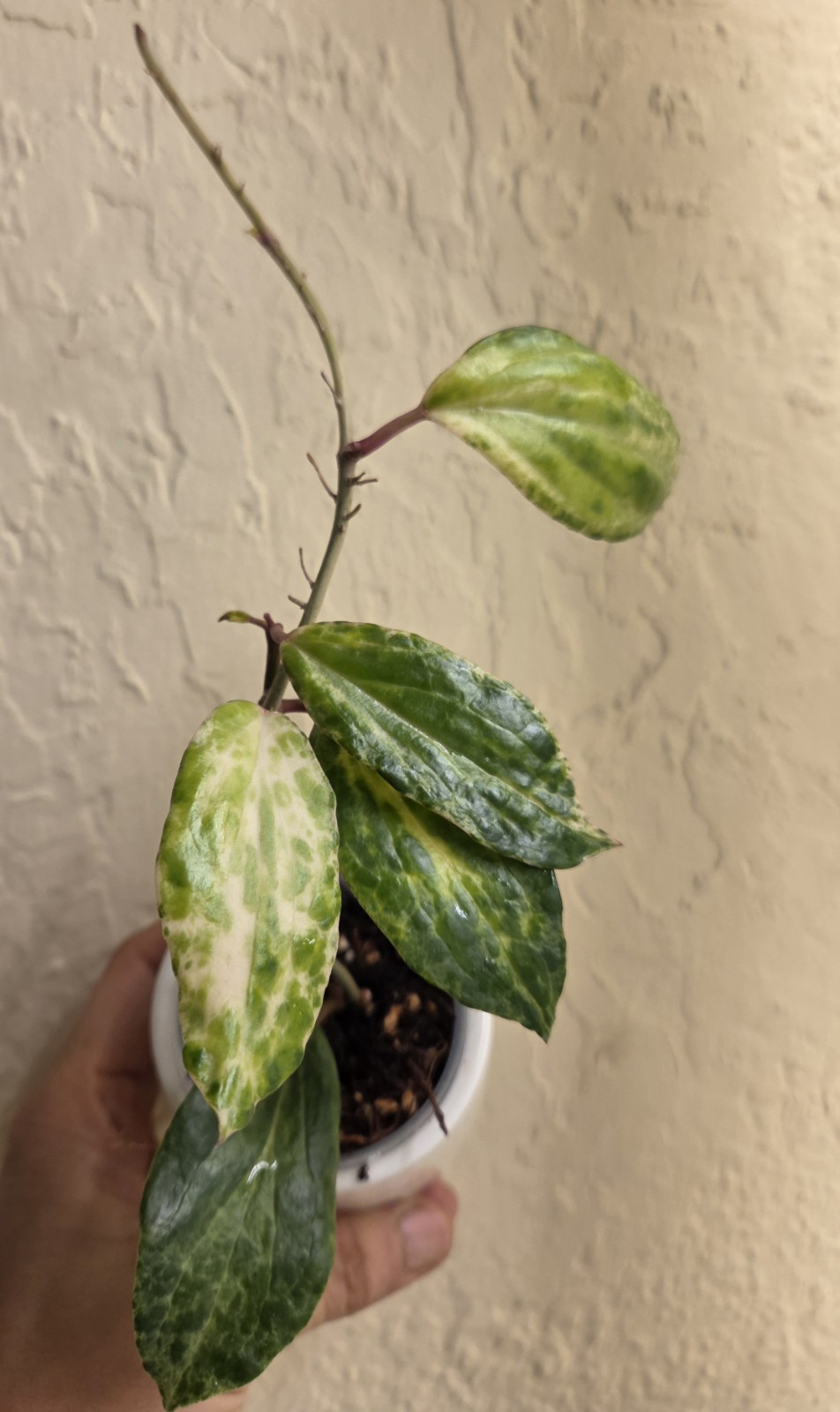 Rare Hoya Crocodile Wax Plant Healthy rooted active growing.