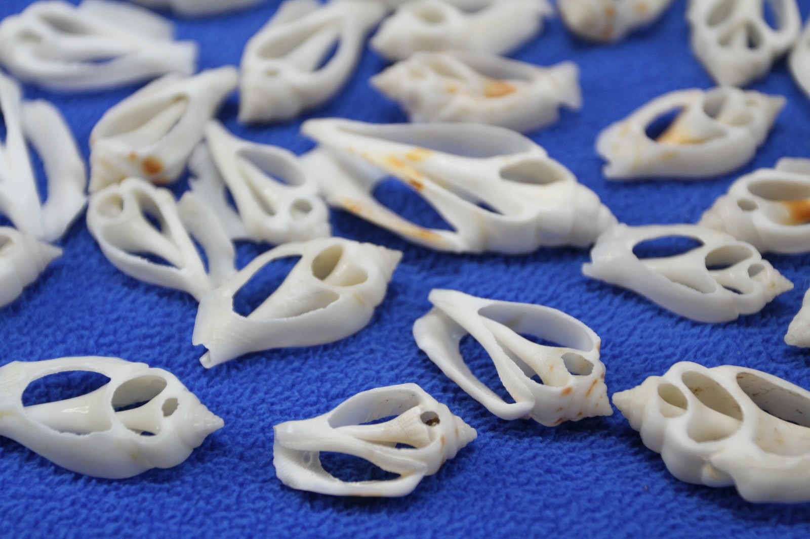 20-URCEUS,White Center Cut Seashells,Beach Wedding Decor,Floral Supply,CS-107