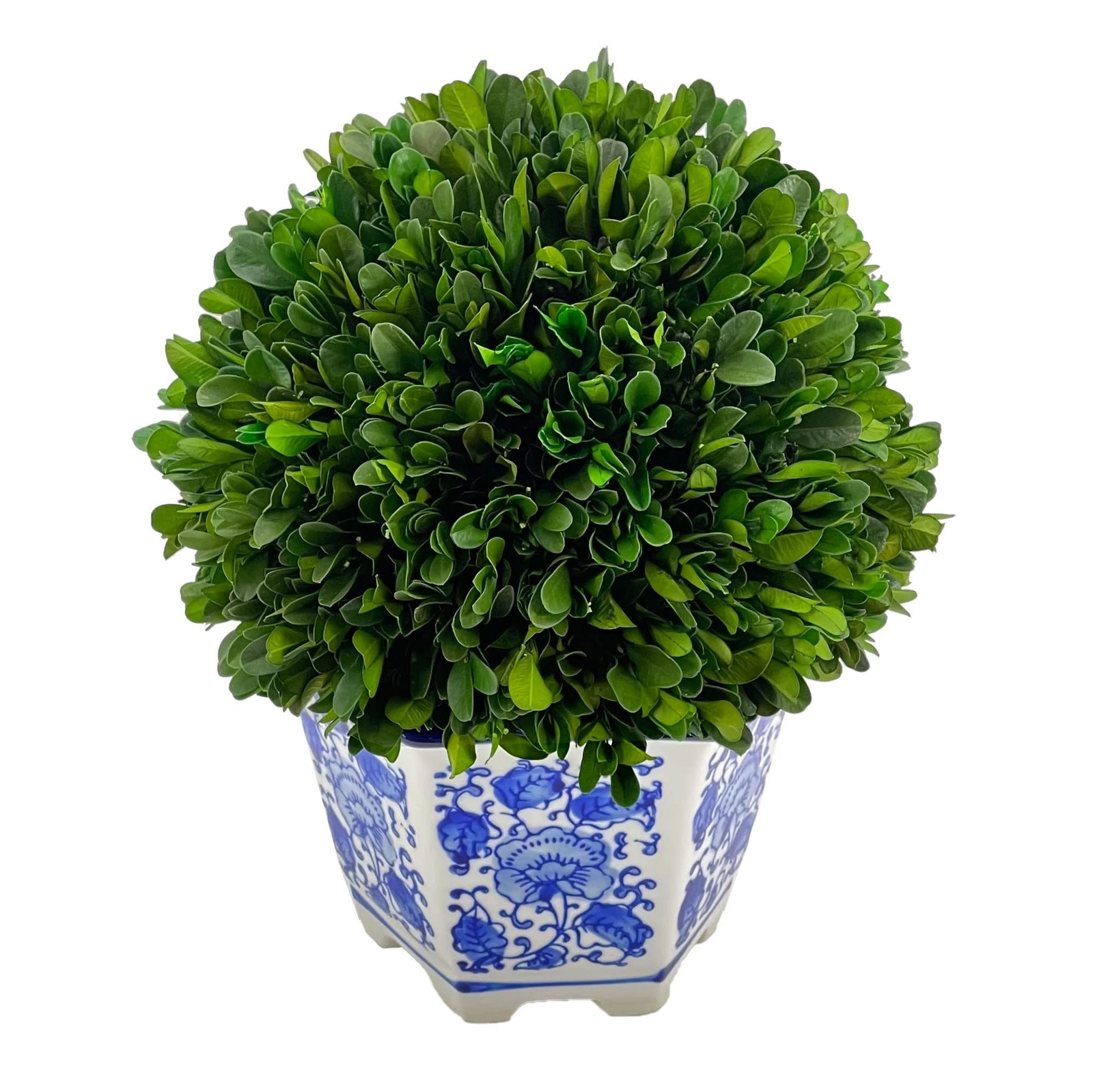 9.5″ Naturally Preserved Real Boxwood Ball in Hand-Painted Blue & White China…