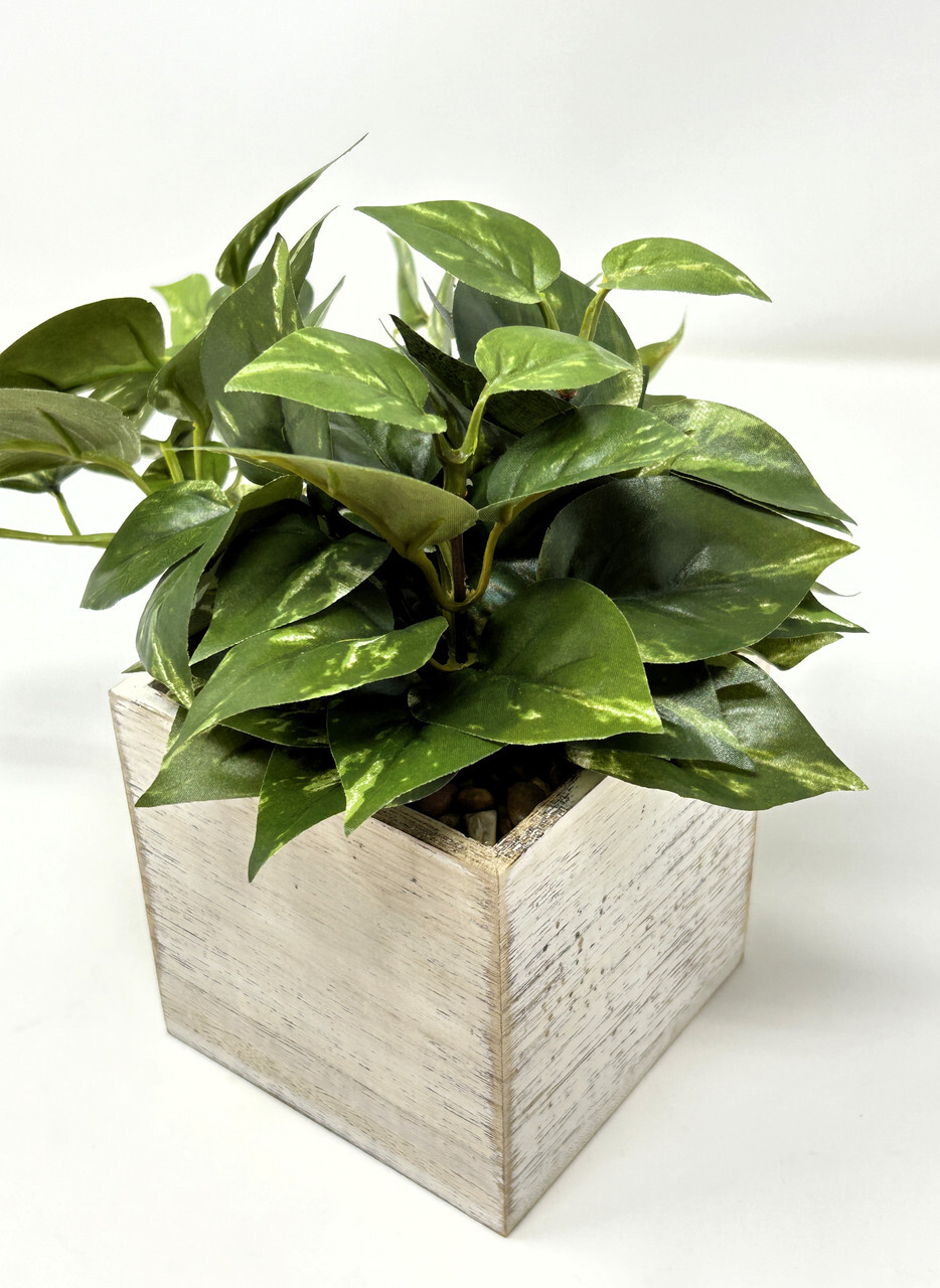 8″ Potted faux Green-White Variegated Pothos Vine Silk plant in White wood box,