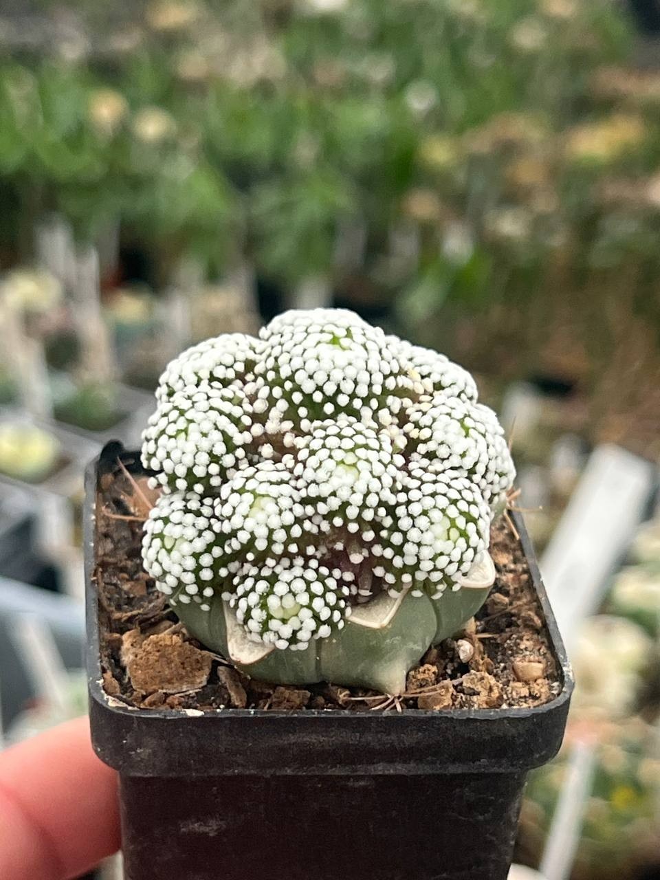 A42-2084 Mammillaria luethui, VM 1157, Las Norias, grafted, pot 5 cm