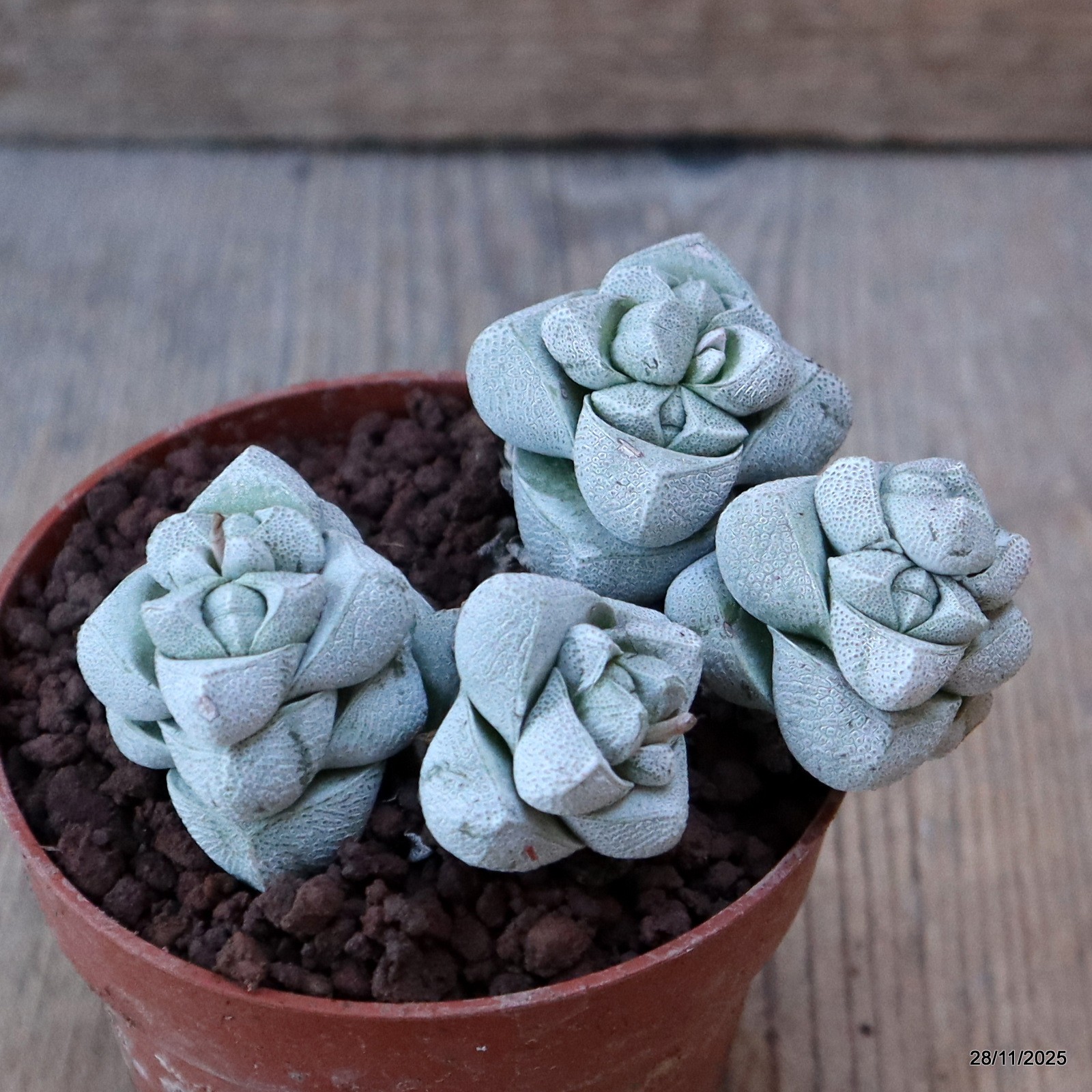 D7591 CRASSULA DECEPTOR pot8,5-H5-W9 cm MaMa Cactus