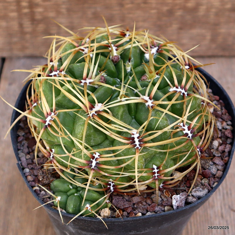 A8115 GYMNOCALYCIUM MULTIFLORUM pot14-H7-W13 cm MaMa Cactus