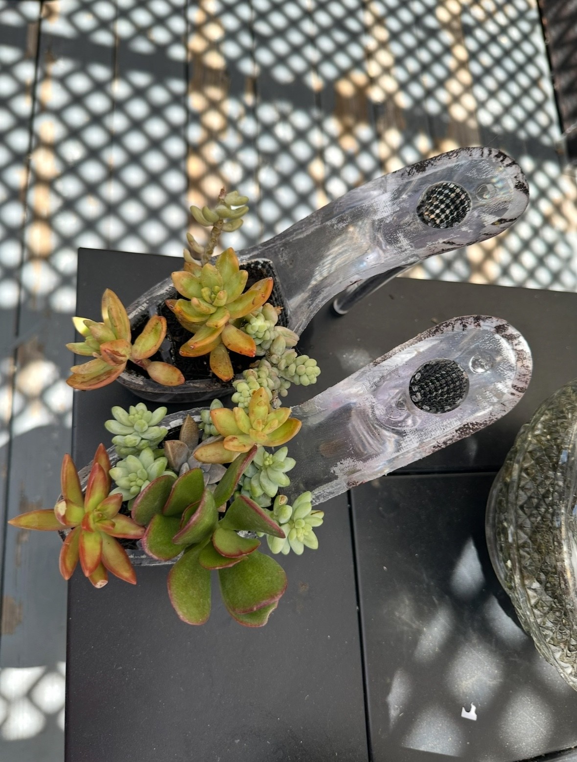 home decor plants