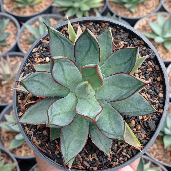 Agave Burgundy Rare Tropical Plant