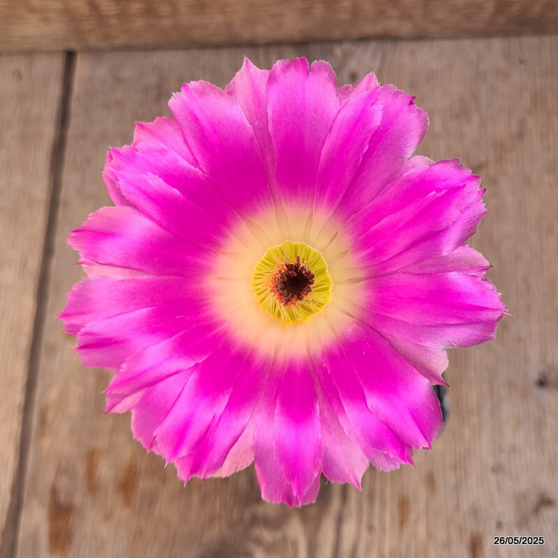 D4228 ECHINOCEREUS RIGIDISSIMUS RUBRISPINUS pot9-H11-W8 cm MaMa Cactus