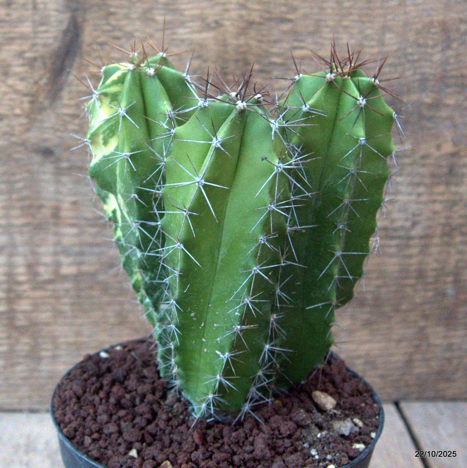 D7095 POLASKIA CHENDE VARIEGATED pot12-H14-W11 cm MaMa Cactus