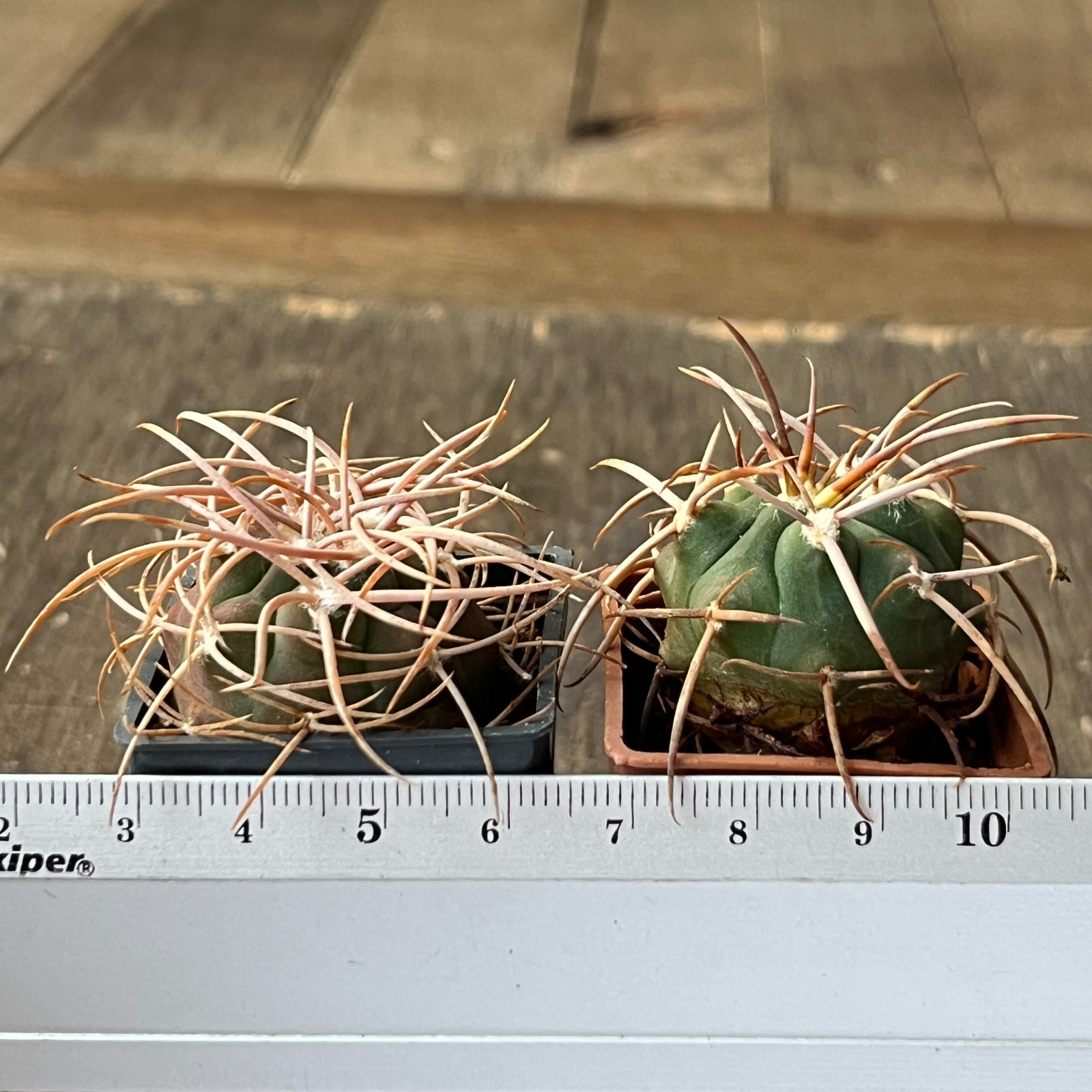 A50-1498 Gymnocalycium polycephalum, own root seedlings, 2 pieces