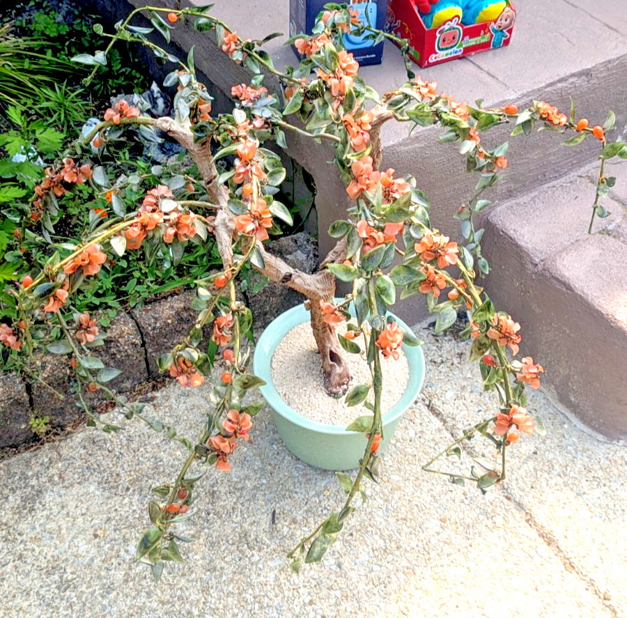 Artificial Potted Tree with Real Jade Leaves Feng Shui Money Tree Decor