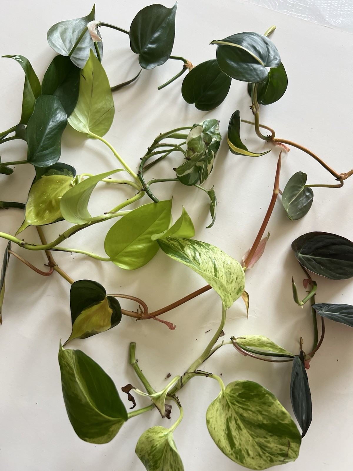 Bundle of 8 Unrooted Plant Cuttings – Philodendron, Pothos Varieties