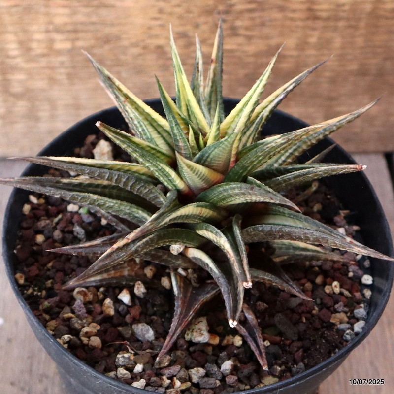 D5208 HAWORTHIA LIMIFOLIA VARIEGATED pot13-H10-W14 cm MaMa Cactus