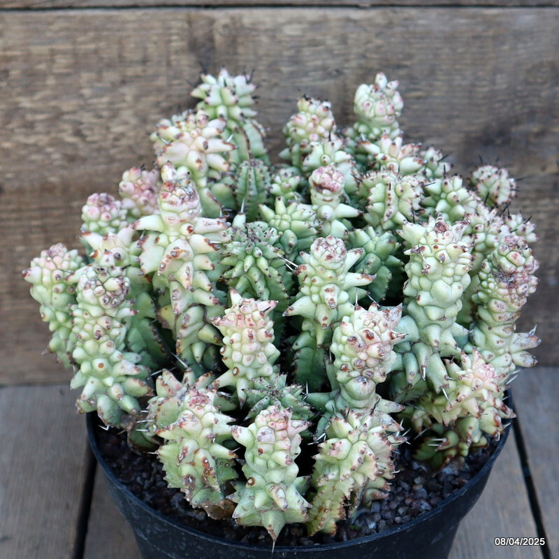 A8500 EUPHORBIA HORRIDA MONSTER pot18-H17-W26 cm MaMa Cactus