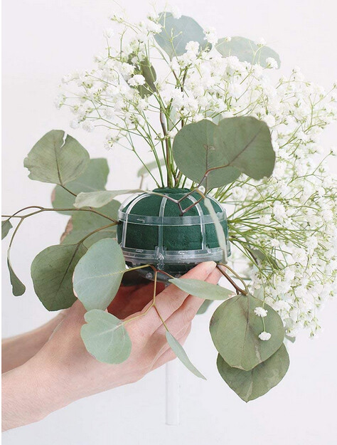 Green or Red Preserved Natural Silver Dollar Eucalyptus Branches /8 oz or 16 oz