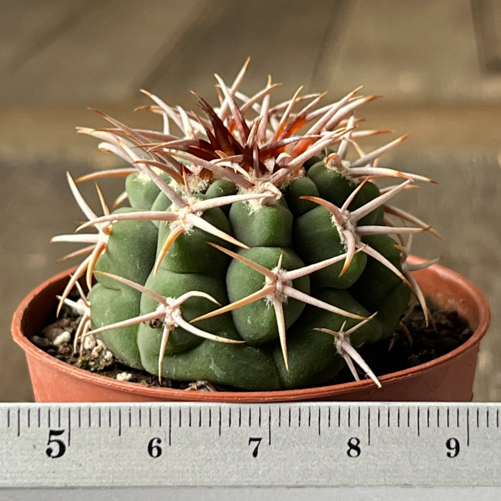A45-1247 Gymnocalycium ferocior, AGUA de Ramon, own root